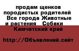 продам щенков породистых родителей - Все города Животные и растения » Собаки   . Камчатский край